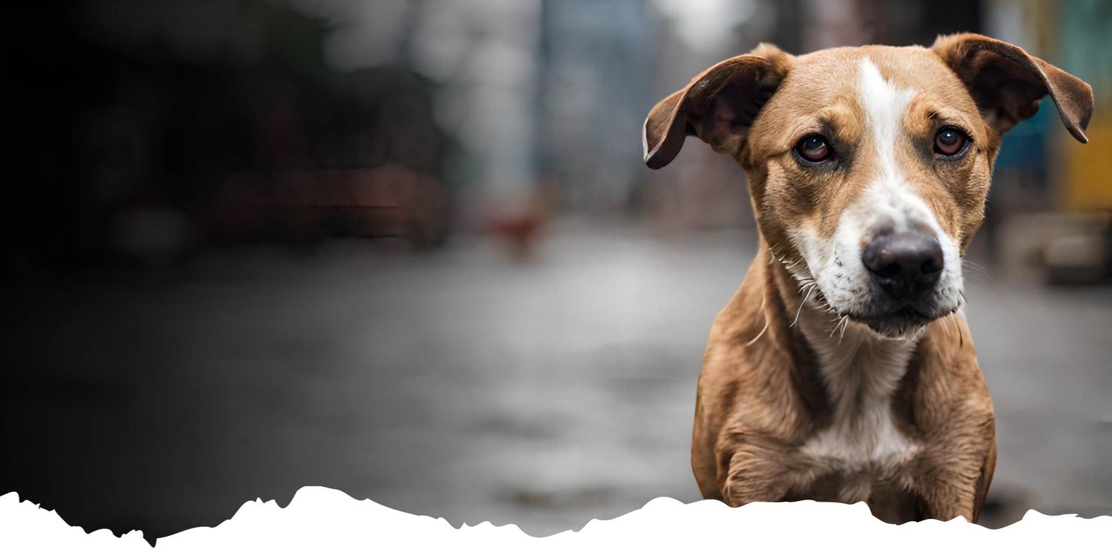 NGOs for Stray Dogs and Animals