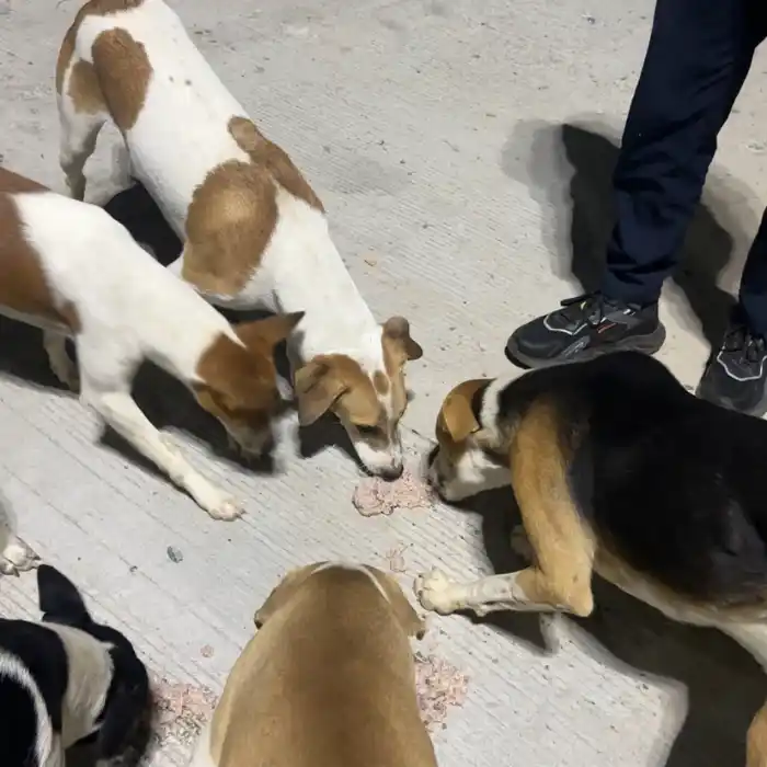 Dog with food bowl